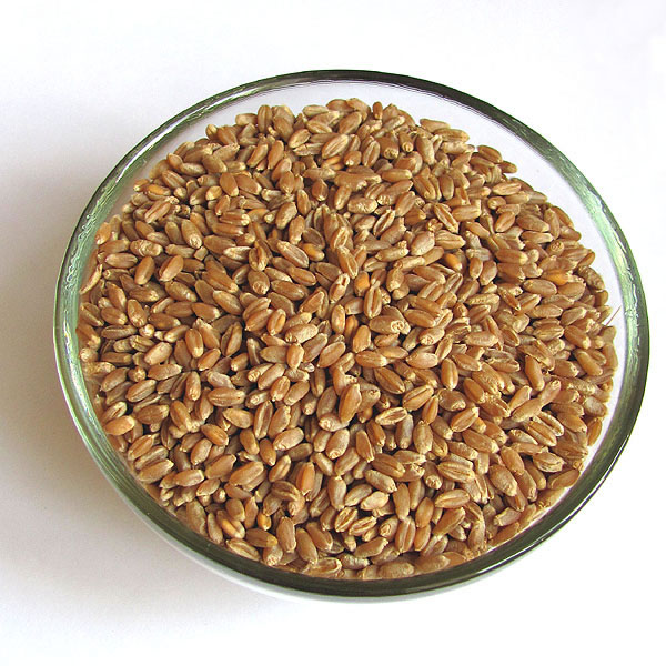 Цельные пшеничные зерна служат лучшим натуральным источником витамина Е